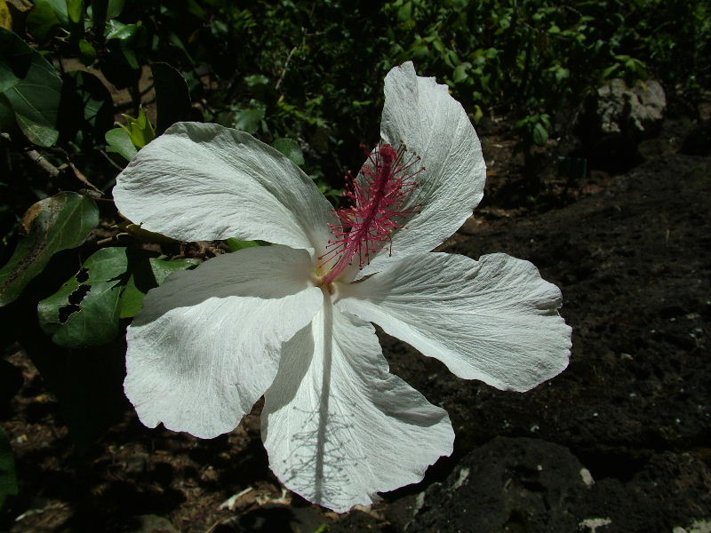 Hibiscus