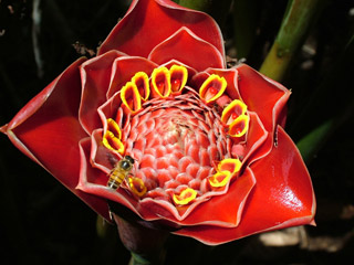 Waimea Valley on Oahu's North Shore featuring Torch Ginger, Orchids, Hibiscus, Heliconia, Lotus, Firecracker Flowers